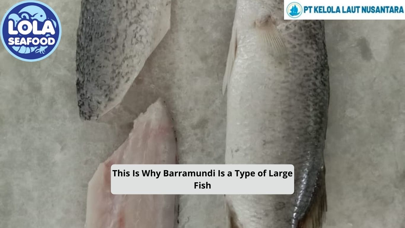 This Is Why Barramundi Is a Type of Large Fish